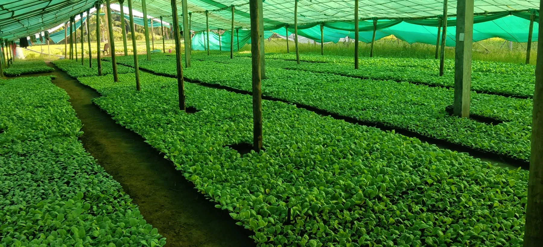 Field photograph from the supplied 1–15 days folder