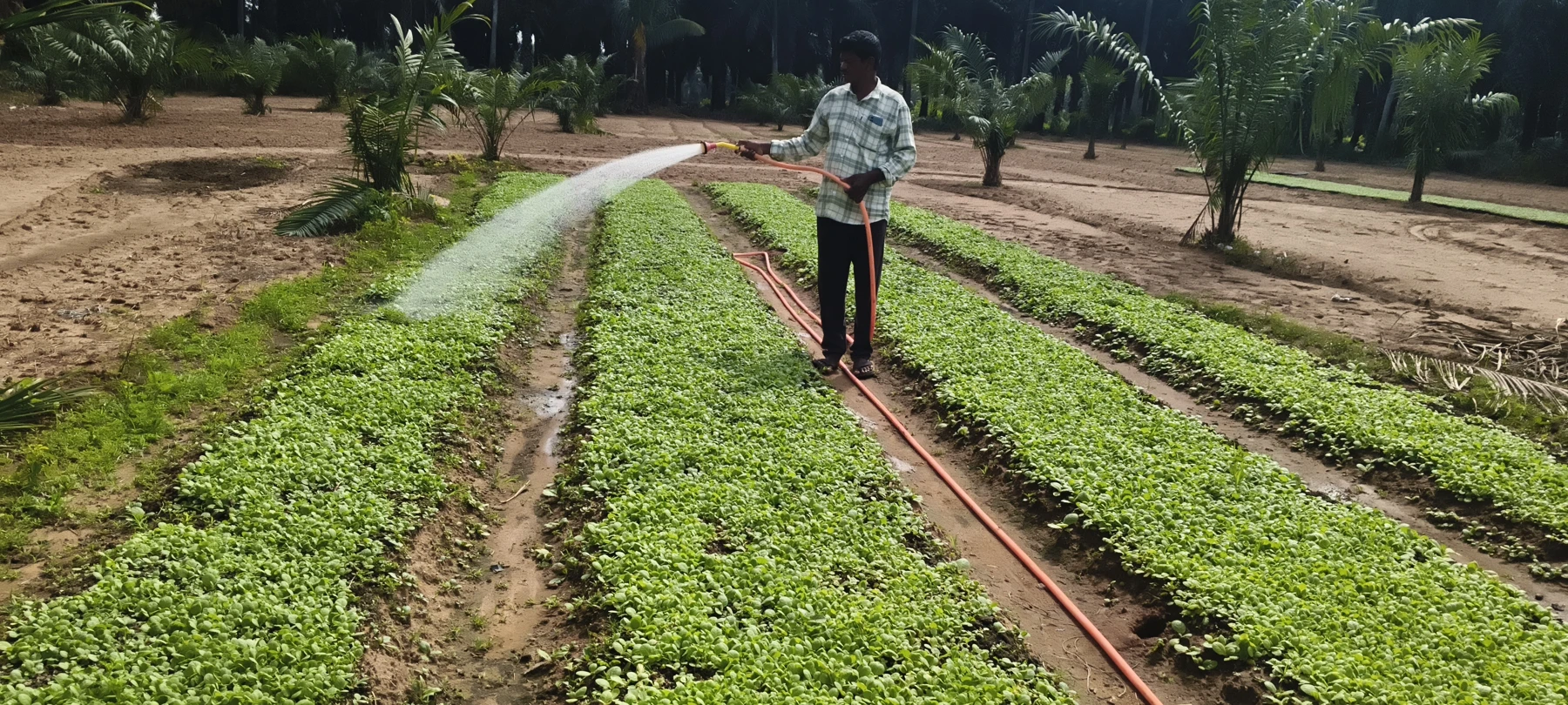 Supplied field photograph of a nursery activity